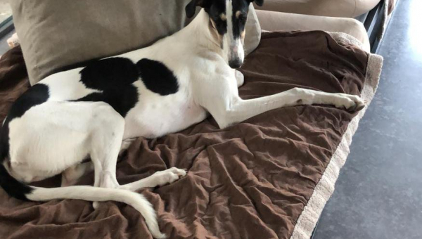 Chart Polski Liebhaber gesucht